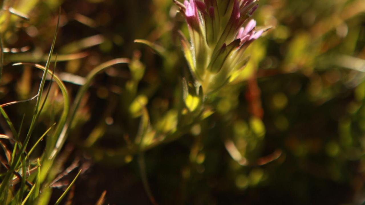 Catilleja